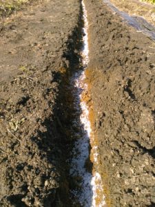 元肥として、三角ホーで溝を掘り１ｍにつき綿実油粕を４握、硫安を１握、過リン酸石灰を１握入れる