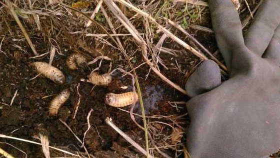 土を少し掘るとコガネムシの幼虫が潜んでいる