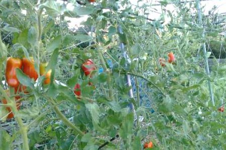 トマトのソバージュ栽培、最盛期を迎えました