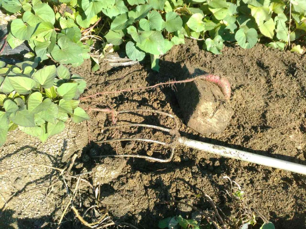 いもが根の先につくので掘り取りが難しい。フォークで掘り取る