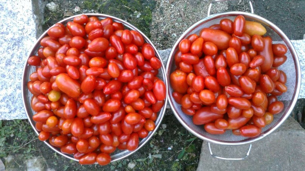 収穫したトマト、シシリアンルージュとロッソナポリタン