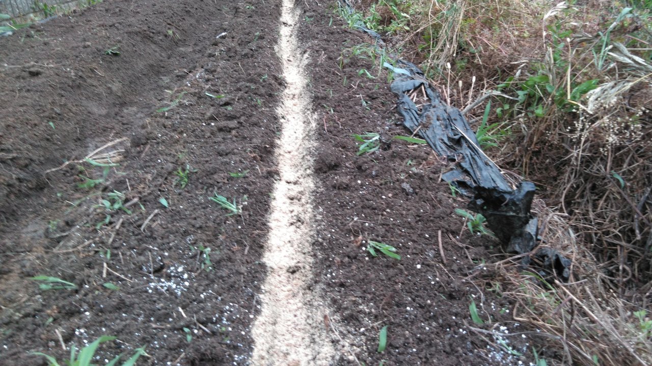 畝を割りぼかし肥を１ｍにつき１握り埋める