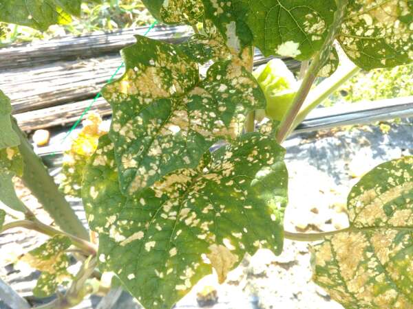 テントウムシダマシの幼虫が大量発生 有機jas適合の薬剤で対処 野菜栽培
