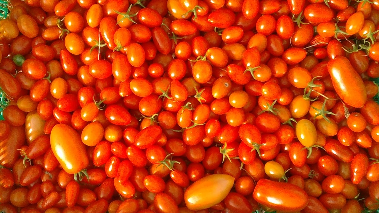 ミニトマトを使った絶品トマトソースの作り方 八尾青山町キッチンファーム 野菜栽培