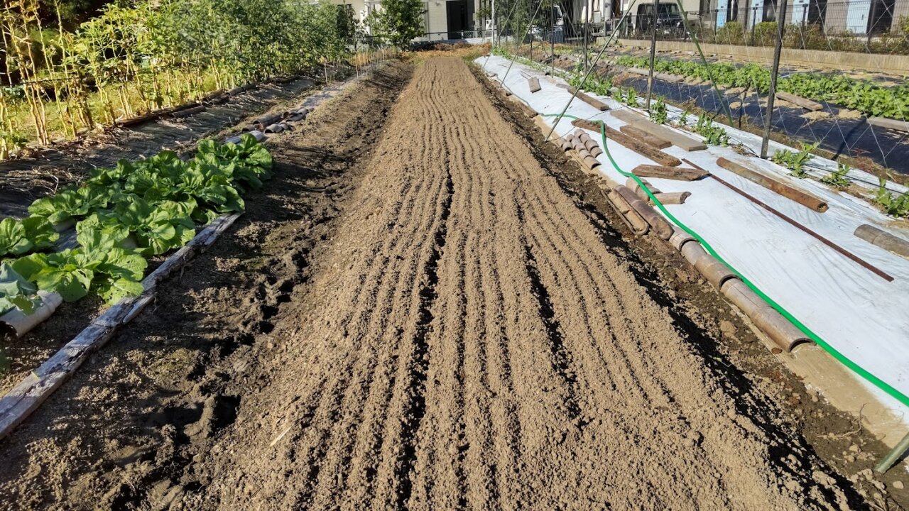 牛糞堆肥と納豆菌強化えひめAIを散布して耕します